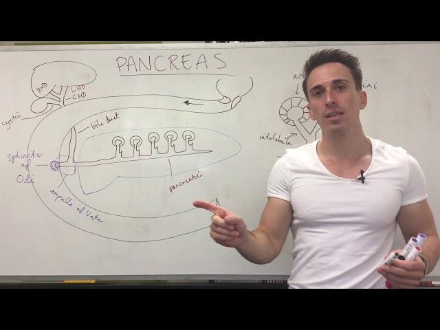 Pancreas Structure and Function | Digestive System