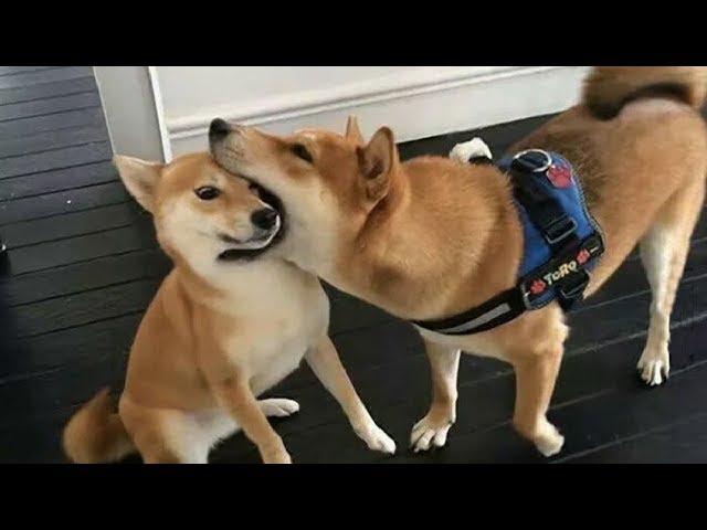 Funniest Shiba Inu Compilation #2 - Best Funny Shiba Inu Videos 2018