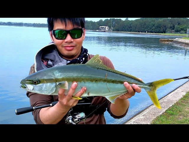 CRAZY! HUGE Snag But Kingfish Landed On Bream Gear  - Parramatta River