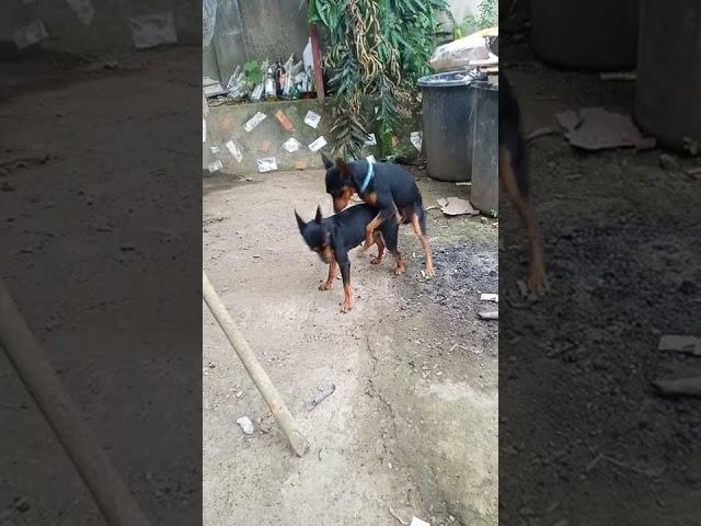 funny cute minni pinscher first time meet