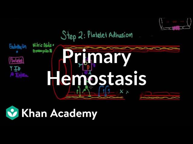 Primary hemostasis | Advanced hematologic system physiology | Health & Medicine | Khan Academy