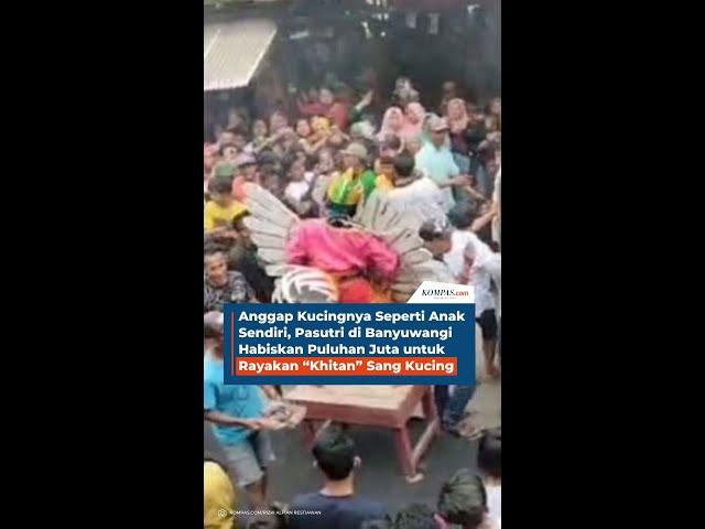 Anggap Kucingnya Seperti Anak Sendiri, Pasutri di Banyuwangi Habiskan Puluhan Juta untuk Rayakan “Kh