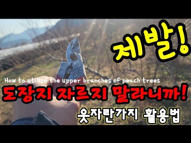 도장지를 막 자르지 마세요! 나무가 빨리 죽습니다. 왜냐구요? How to utilize the upper branches of peach trees