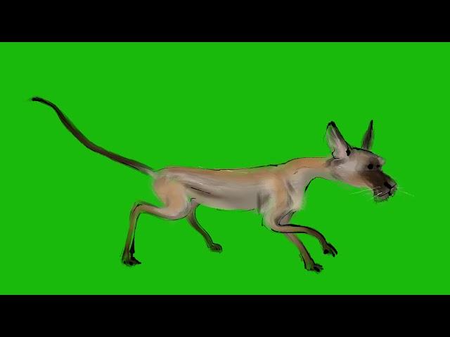 running jackal green screen/ green screen video animals