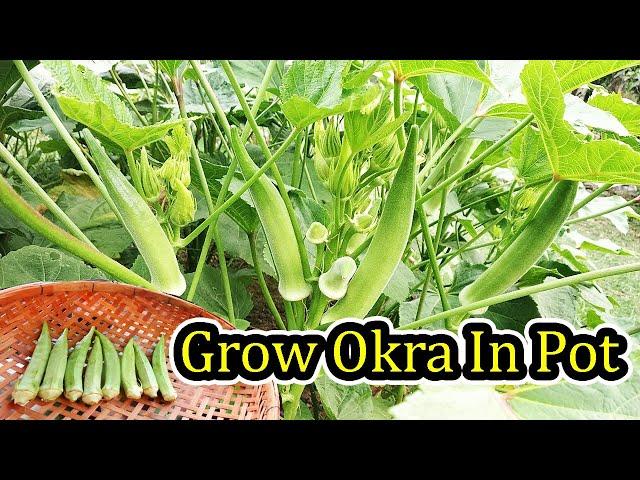 Complete Guide To Growing Natural Okra (Lady Finger) in Pot From Seed Till Harvest