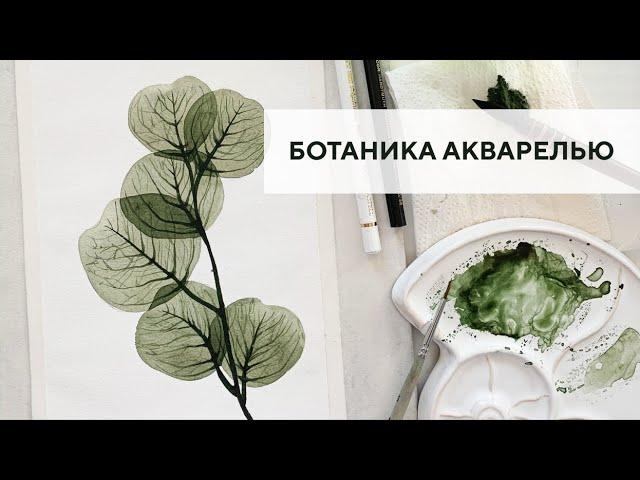 Ботаническая иллюстрация акварелью / Botanical illustration with watercolor