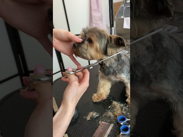 How to trim Yorkie face!