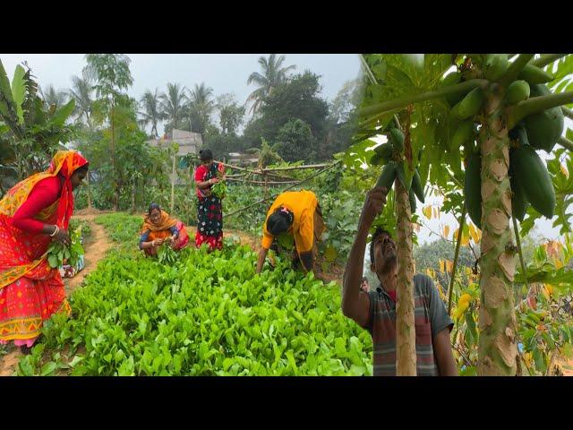 শীতের সকালে কুয়াশার মধ্যে মাঠে টাটকা সবজি তোলার মজাটাই আলাদা ||