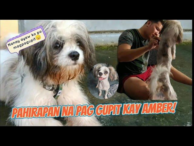 SHIH TZU'S FIRST TIME FULL HAIR GROOMING | MVIRGIL TV