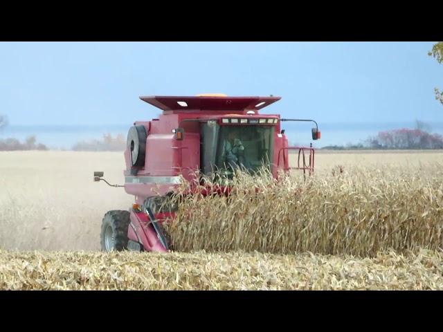 Harvest 2020 | Case IH 2388 Axial Flow Combine Harvesting Corn | Corn Harvest 2020