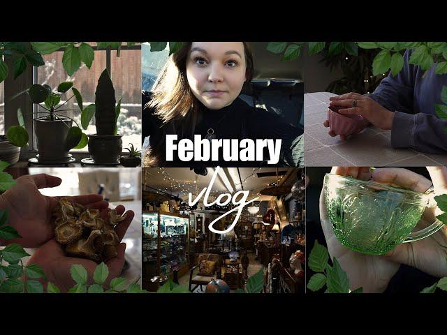 Pagan VLOG: Magical & Mundane Moments of February