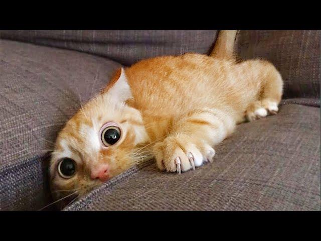 Funniest Animals  Funny Cats and Dogs 2023  Part 17