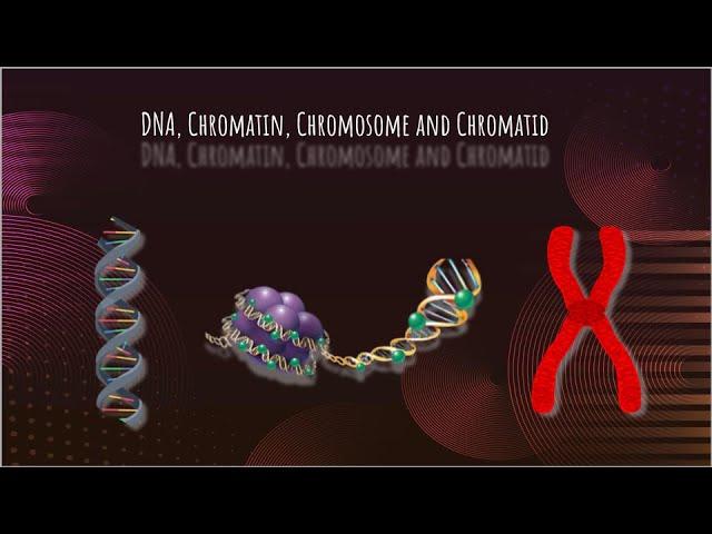 Chromatin vs Chromosome vs Chromatid