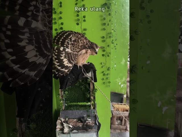 Kucing darat vs kucing udara #burunghantu #kucing #owl #cats #owlgendut