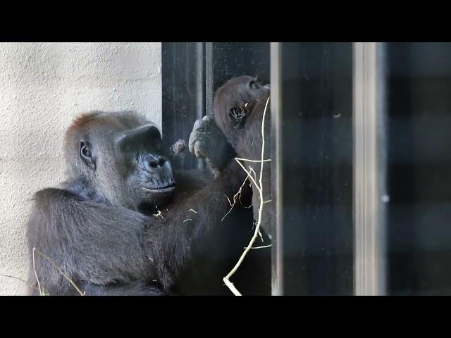 Baby Gorilla Jameela Development Update