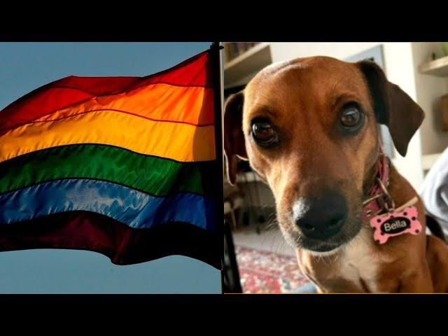 First dog in history to be ‘cancelled’: Rescue pup faces Pride Month