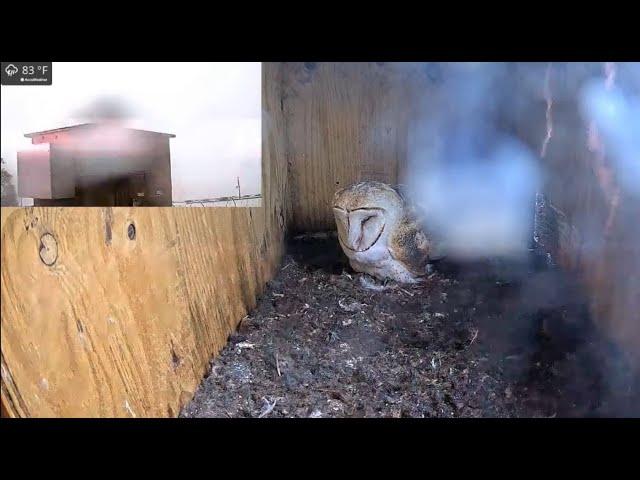 Boom, Owl, Thunderstruck! Barn owl looks up after lightning and thunder while she sits on her eggs.