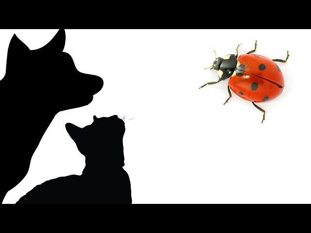 CAT GAMES - LADYBUG SIMULATOR (FOR CATS ONLY)