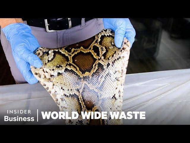 How People Profit Off Invasive Species | World Wide Waste Marathon | Business Insider