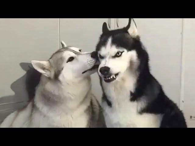 The most DRAMATIC DOG videos of 2024  Funny Dog Videos