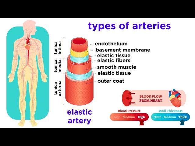 The Circulatory System Part 2: Blood Vessels