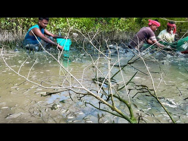 আজ কৌশিক কাকার বাড়িতে,ছোট্ট ডোবা ছেচে প্রচুর পার্শ্বে মাছ ধরলাম!!!