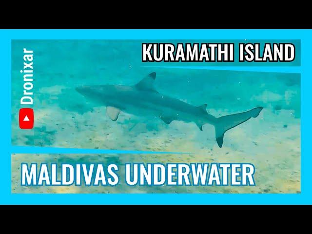 Maldivas underwater 4k 1/3 - Aventuras Submarinas en Kuramathi Island - 4K 