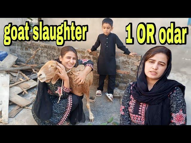 Woman slaughter | goat casting | lady slaughter goat | goat slaughter Rabia Simple Life