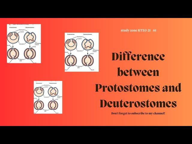 Difference between protostomes and Deuterostomes?/How protostomes and Deuterostomes are different?