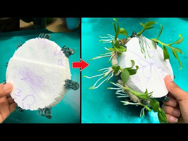 How I breed the most beautiful orchid in the world easily with only water