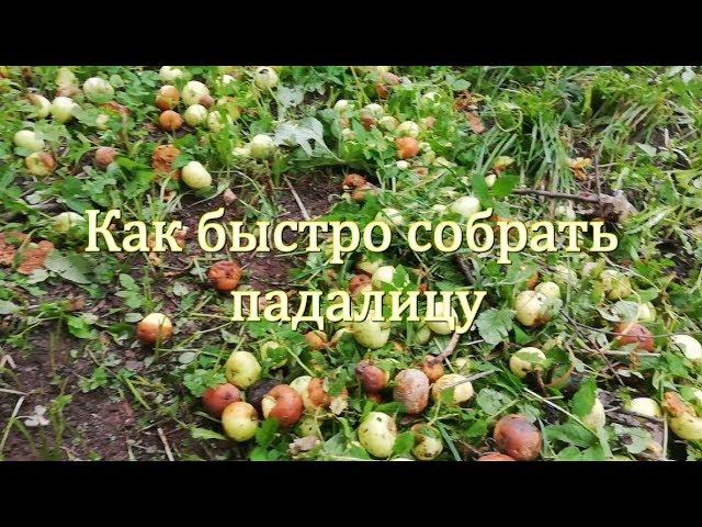 Как собрать падалицу? Быстро и просто!