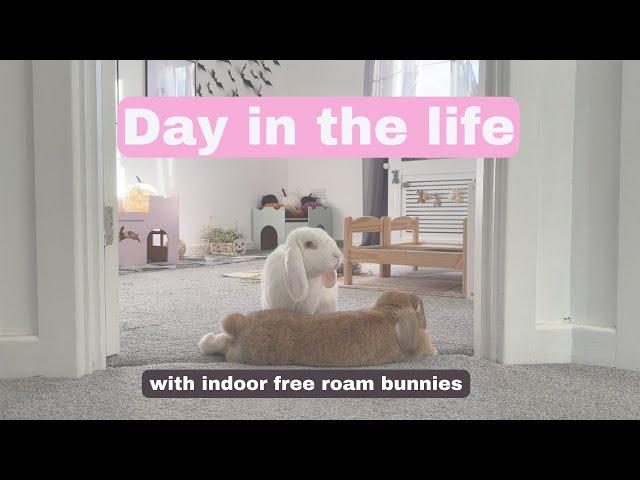 Day in the life | Free Roam House Bunnies