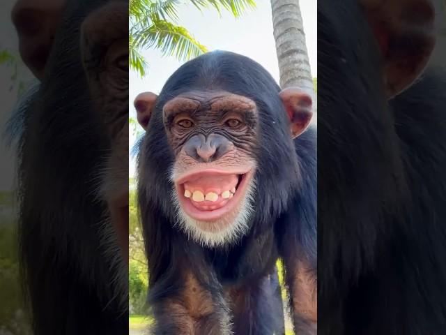 The biggest smile! #shorts #animal #monkey