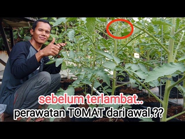 agar tomat berbuah lebat.lakukan ini sebelum terlambat.? #tomat #tomato #garden