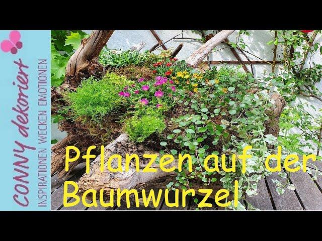 Mittagsblume auf der Baumwurzel | Sommer Deko für Terrasse, Garten und Balkon