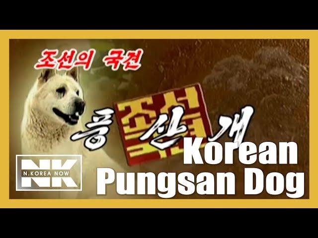 North Korea's The Best Hound Dog ' Pungsan Dog'