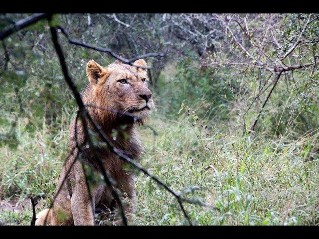 Kruger Park game drive: a south africa safari