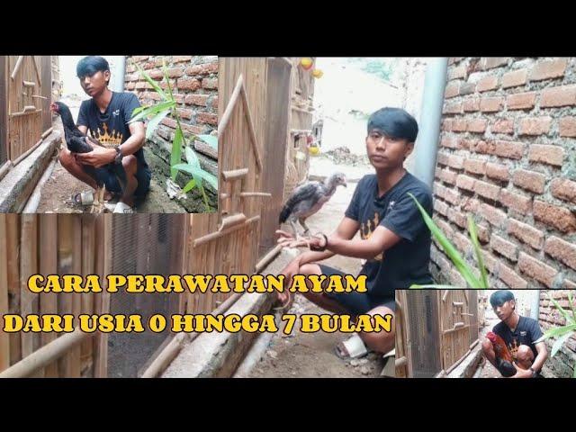 CARA MERAWAT AYAM USIA 0 HINGGA DEWASA #doaibujayaroostarm #ayambangkokindonesia