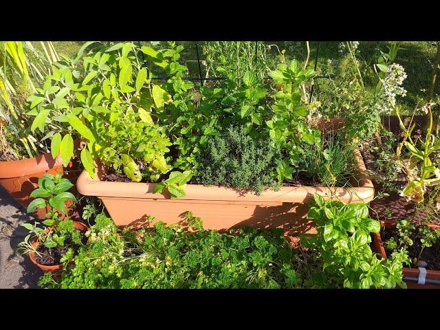 Kräutergarten auf oder neben Balkon und Terrasse