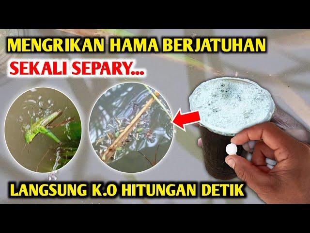 Mengerikan Saya terkejut dengan hasilnya Pembasmi hama paling ampuh Obat wereng Padi paling ampuh