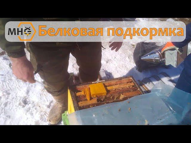 Даем белковую подкормку для пчел