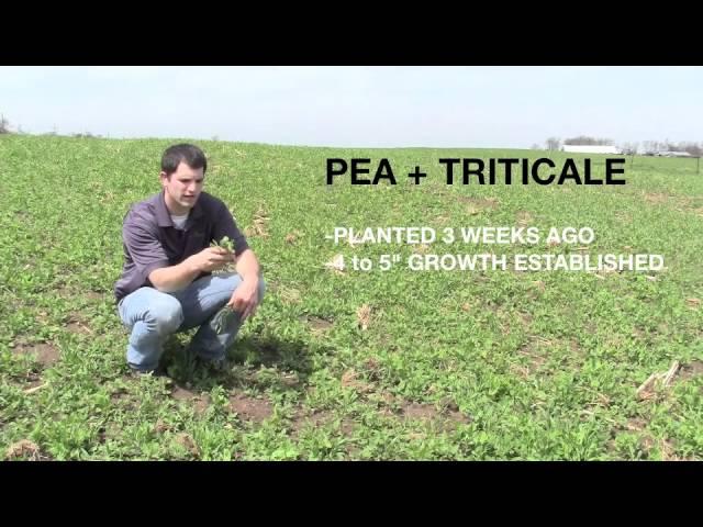 PEA TRITICALE FORAGE SEED