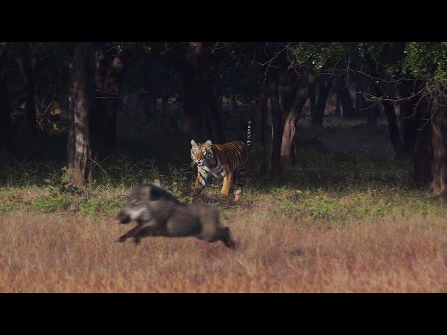 Tadoba Thriller - Tigers