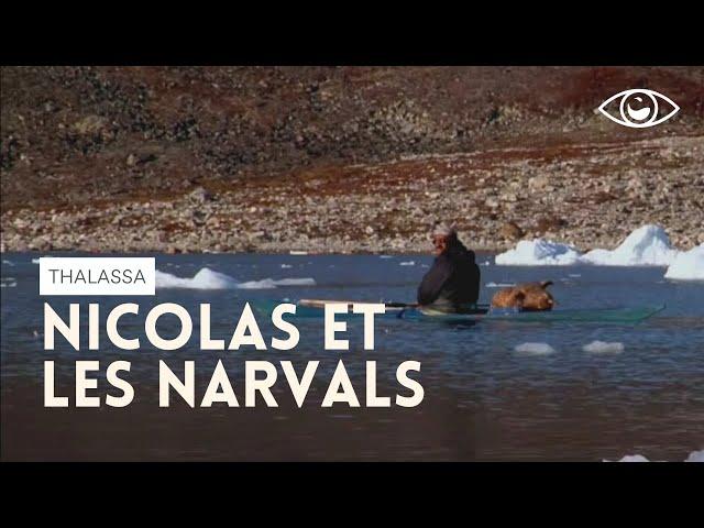 Nicolas et les narvals - Thalassa