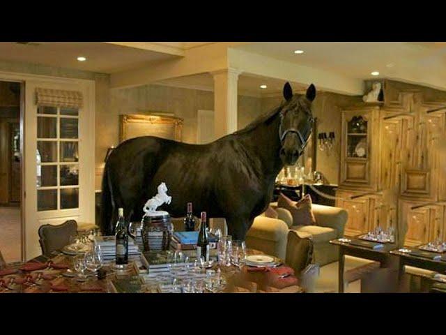 Animals So Cute - Funny Horse Companion #2