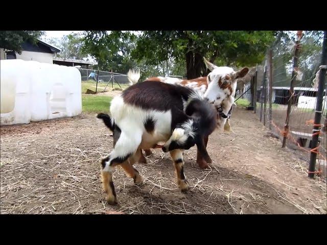 Autofellatio (Oral Self Stimulation) in Male Goats