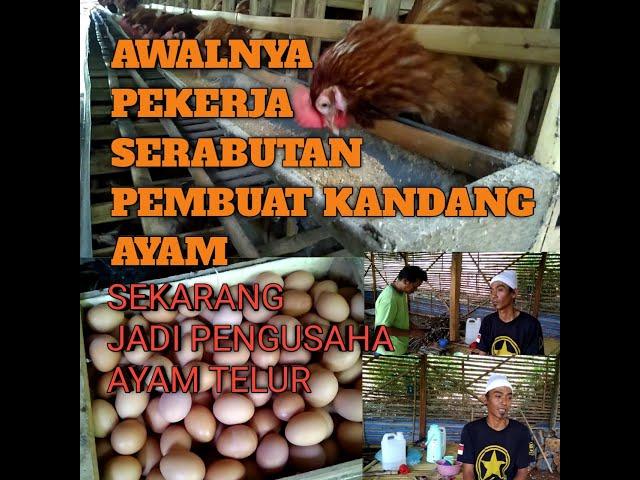 awalnya pekerja serabutan, sekarang jadi pengusaha ternak ayam telur!!!