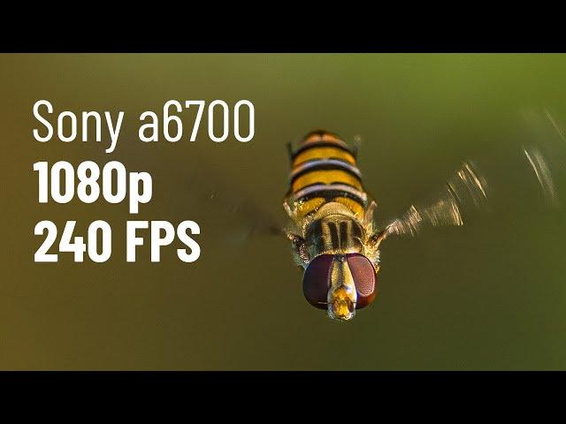 Macro bugs in fly a6700 1080p 240 fps