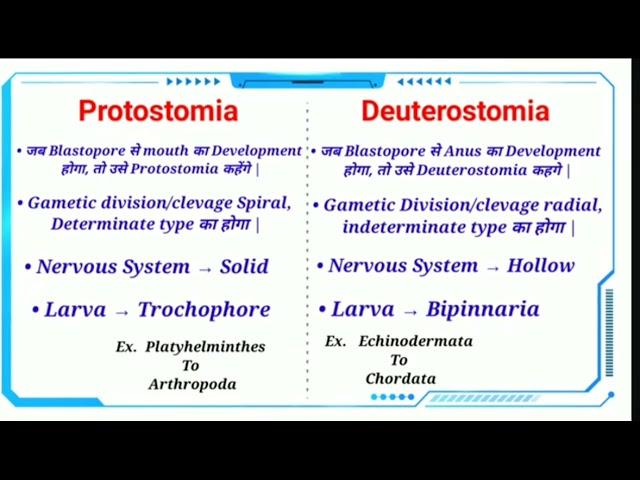 Difference between protostomes and deuterostomes ||