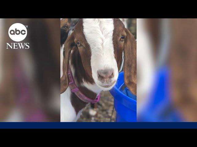 California family sues after local fair allegedly slaughters daughter’s goat